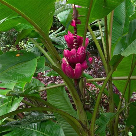 2020 Dwarf Banana Tree Seeds Fruit Seeds Rare Mini Bonsai Pink Banana Seeds Musa Velutina ...