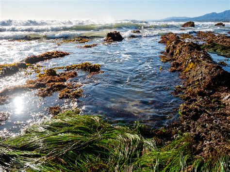 What is the Intertidal Zone?