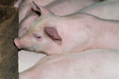 Porcine Tissue Remodeling & Ingrowth - Animal Biotech Industries, Inc