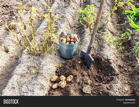 Freshly Harvested Image & Photo (Free Trial) | Bigstock