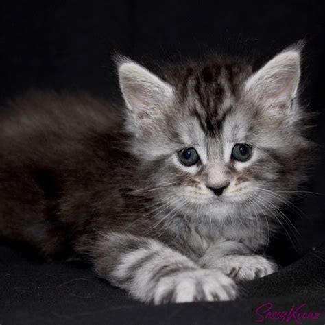 Maine Coon Kittens For Sale - Beautiful, Big and Healthy Babies