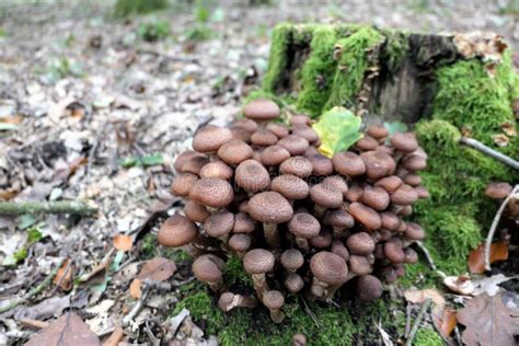 Armillaria Ostoyae ( Honey Mushroom ) Stock Image - Image of freshness ...