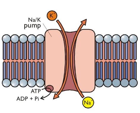 Sodium / Potassium pump. | Sodium potassium pump, Fun science, Things to think about