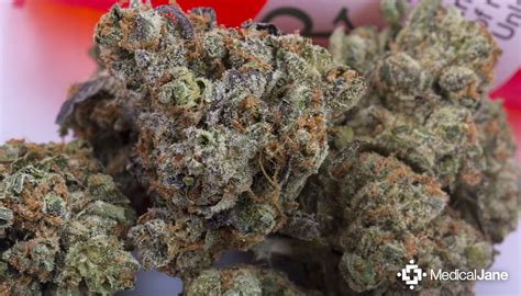 Purple Crack Marijuana Strain (Review)