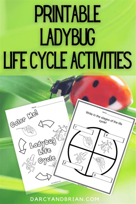 Printable Ladybug Life Cycle Worksheets and Activities for Young Children