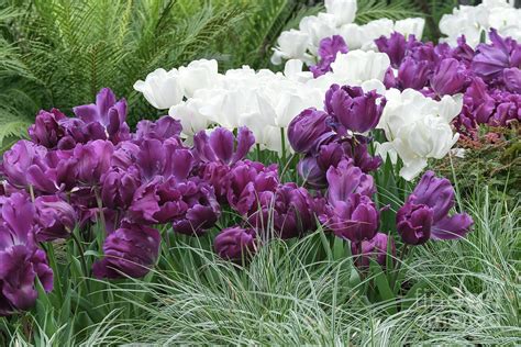 Purple And White Tulips Photograph by Ava Reaves