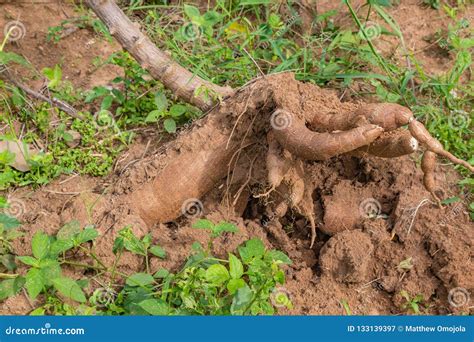 Close Up Photo of Cassava Tuber and Root Stock Image - Image of gluten ...