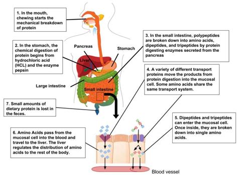 Protein Digestion and Absorption – Human Nutrition