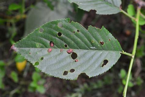 Weeping Cherry Tree Leaf