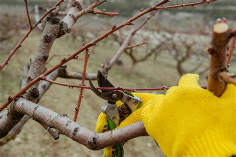 How To Prune Fruit Trees In The Winter - 4 Simple Steps To Success