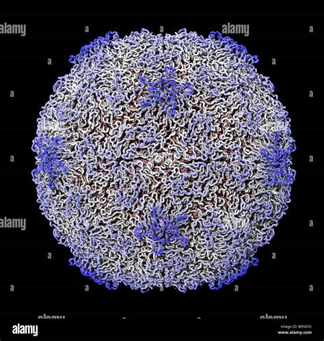 Human rhinovirus hi-res stock photography and images - Alamy