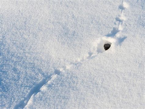 Mouse Tracks In Snow Stock Photos, Pictures & Royalty-Free Images - iStock