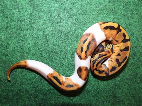 Emoji Piebald Ball Python by Pearson's Pythons - MorphMarket