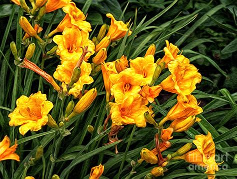 Yellow Daylilies Photograph by Lena Auxier - Fine Art America