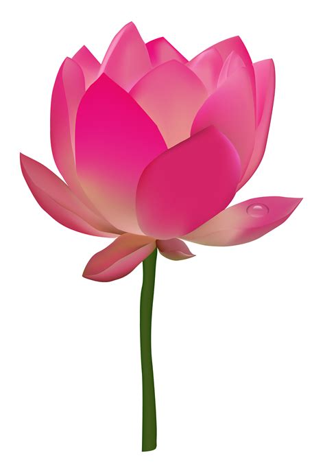 Lotus Flower Graphic Png