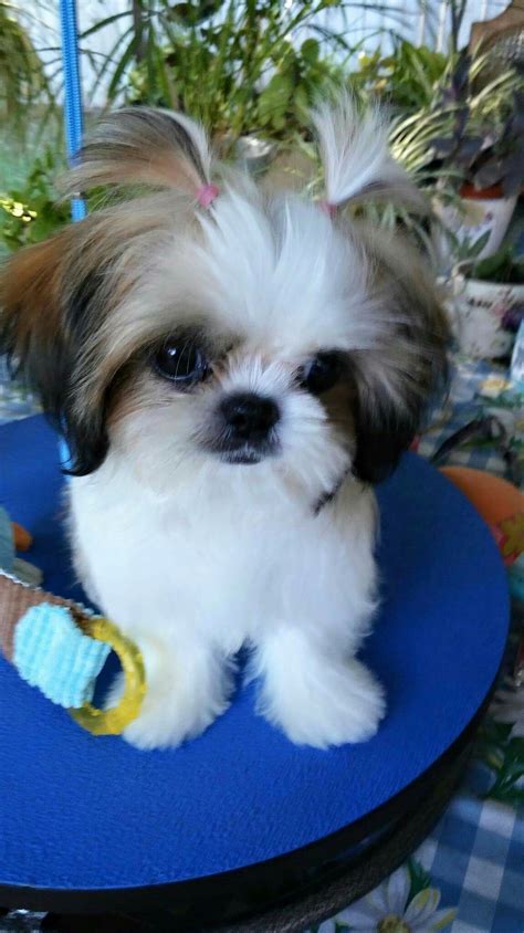 Shih Tzu – Affectionate and Playful | Shih tzu puppy, Shitzu puppies, Shih tzu dog