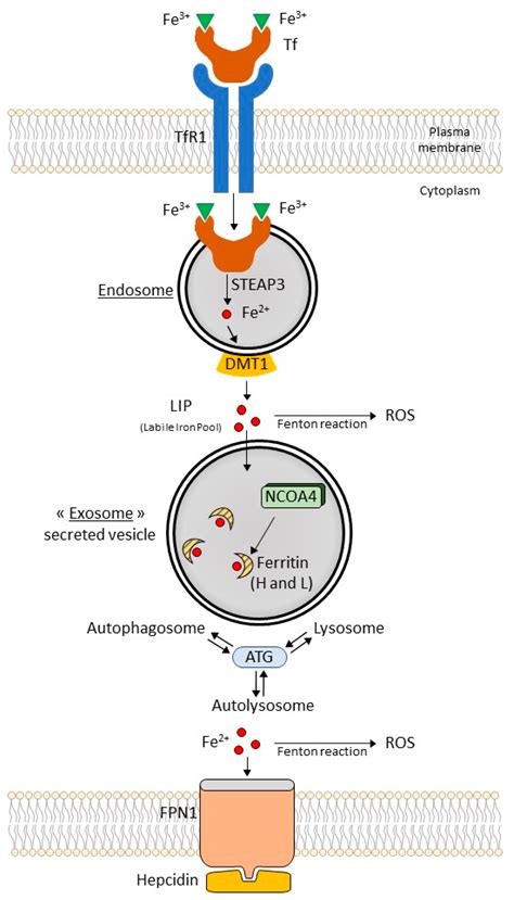 IJMS | Free Full-Text | Lipid Peroxidation and Iron Metabolism: Two Corner Stones in the ...