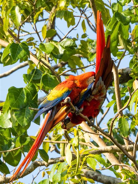 Postcard #3 from Costa Rica: Scarlet Macaws - Latitude 65 - Jubilados ...