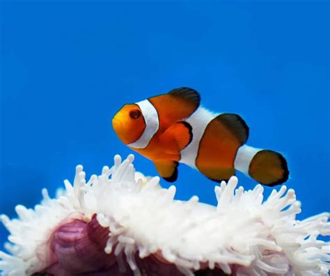 Fun Clownfish Facts for Kids