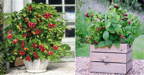 Growing Raspberry in Pots | Raspberry Container Care