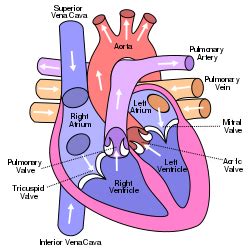 Mitral Valve - Location, Function and Related Conditions