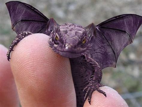 Purple Horned Winged Lizard | Animals | Baby dragon, Animals amazing ...