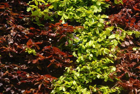 Pruning beech hedges: when & how - Plantura