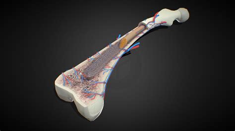 3D Bone Anatomy - Buy Royalty Free 3D model by 3D4SCI [d04ef0c ...