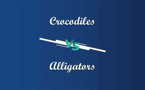 Crocodiles vs. Alligators – Difference Wiki