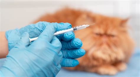 HypoCat Allergy Vaccine: Will Pet Insurance Cover? | Healthnews