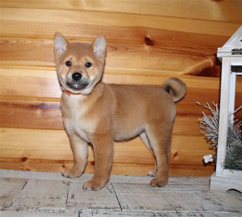 Shiba Inu Puppies | America's Pet Registry