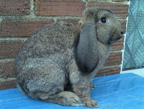 French Lop Rabbit: Facts, Temperament, and Care, with Pictures