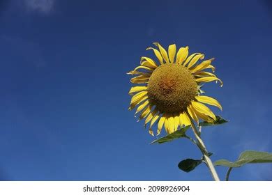 634 Sunflower Screensaver Images, Stock Photos & Vectors | Shutterstock