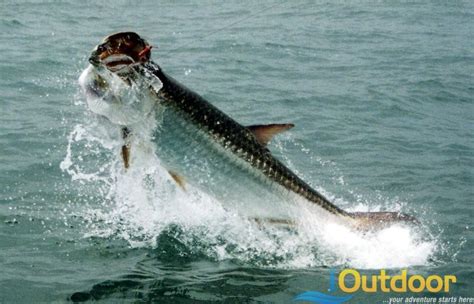 Tarpon Fishing in Fl, The Best Kept Florida Secrets by iOutdoor Adventures