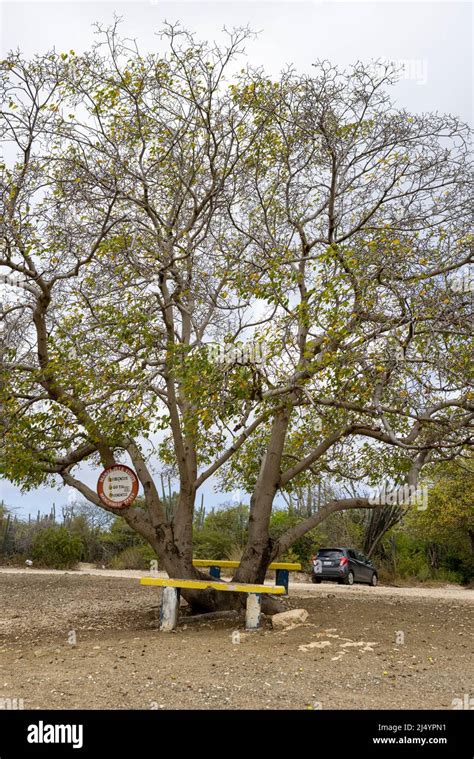 Poisonous manchineel tree with a warning sign at the parking lot of Playa Jeremi on the ...