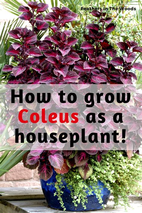 Coleus, the most colorful houseplant. - Feathers in the woods