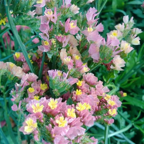 My Top 10 Favorite Cut Flowers — Three Acre Farm