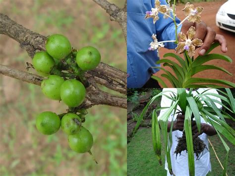 Medicinal Plants of India used in treatment of Neurological Disorders ...