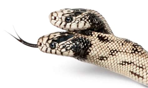 Two-Headed Snakes: A Fascinating Look at This Rare Phenomenon