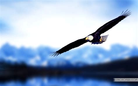 Eagles Flying Images Wallpaper - Flying Eagle Wallpaper Hd - 1920x1200 ...