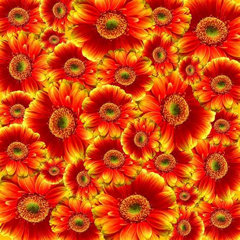 Gerbera Flowers Nature - Free photo on Pixabay