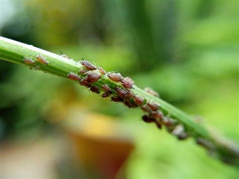 60+ Aphid Infestation Vegetable Garden Stock Photos, Pictures & Royalty ...