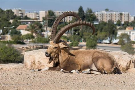 Makhtesh Ramon Visitors Center, Mitzpe Ramon - Visitors Guide Ilan Ramon, Mitzpe Ramon ...