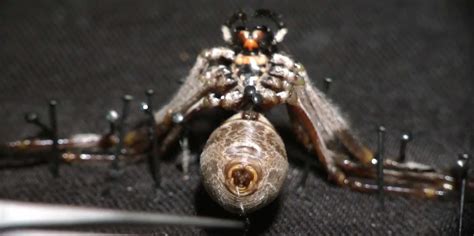 Video of harvesting spider silk - Business Insider