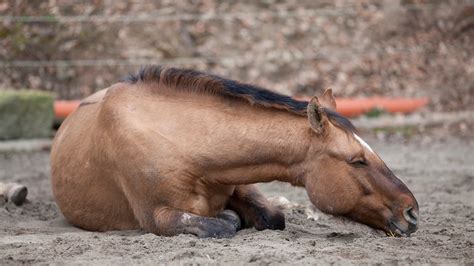 Horse Colic Prevention: An Easy-Read | Farmco Manufacturing