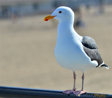 Seagulls at Huntington Beach Pier Love To People Watch | Southern California Daily Photo