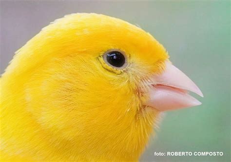 CANARY SINGING BEST VIDEO TRAINING - Serinus canaria | Canary birds ...