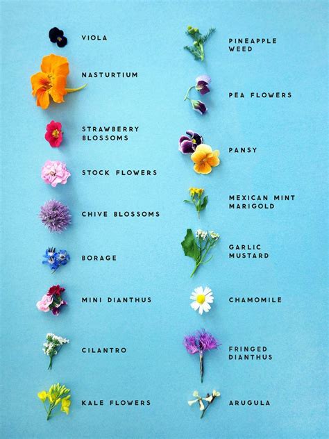 Easily Identify Edible Flowers With The Help of This Graphic Flower Food, Pea Flower, Cactus ...