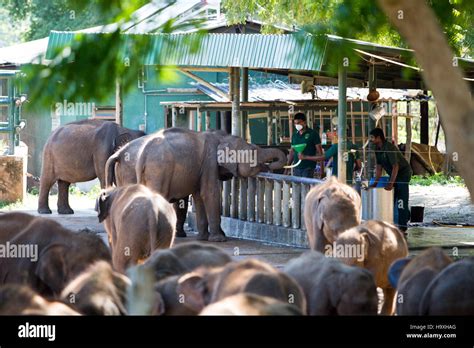 Asian elephants being fed, Udawalawe Elephant Transit Home, Sri Lanka Stock Photo - Alamy