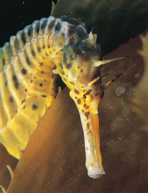 The endearing, endangered seahorse | New Zealand Geographic